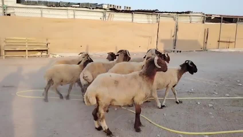 للبيع خرفان بلدية سمان - 1