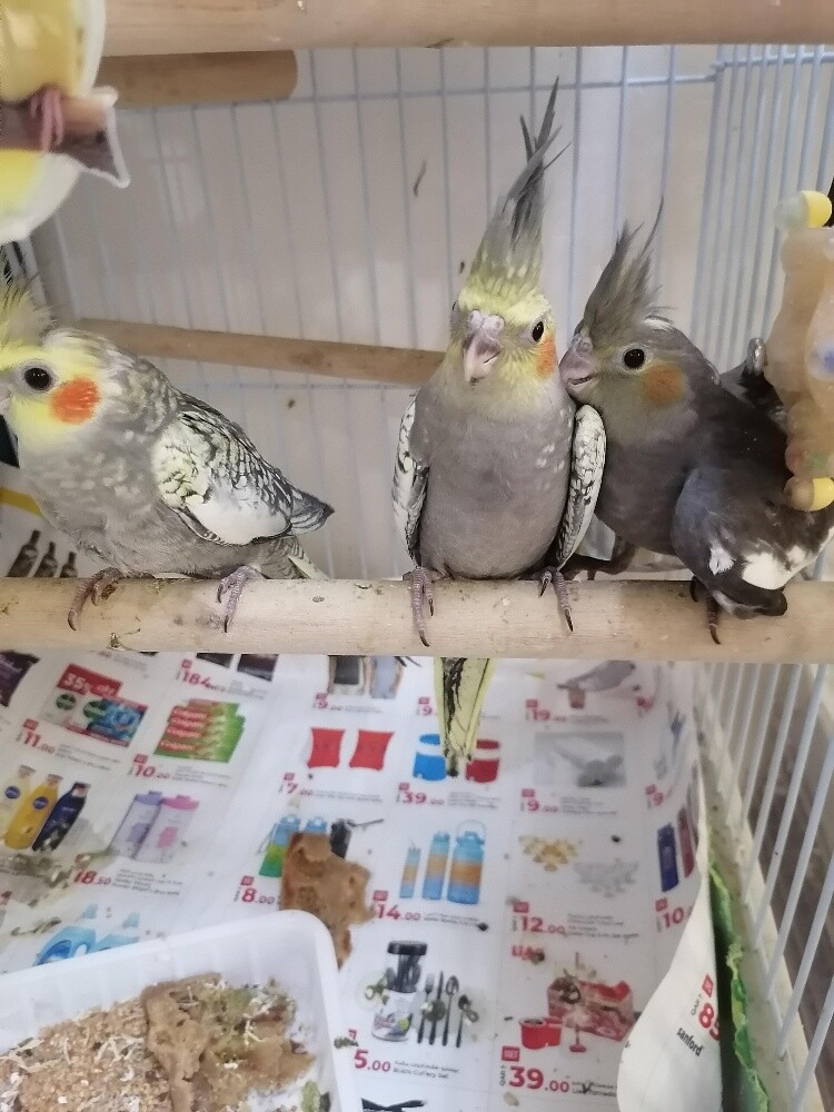 cocktail birds full family - 3