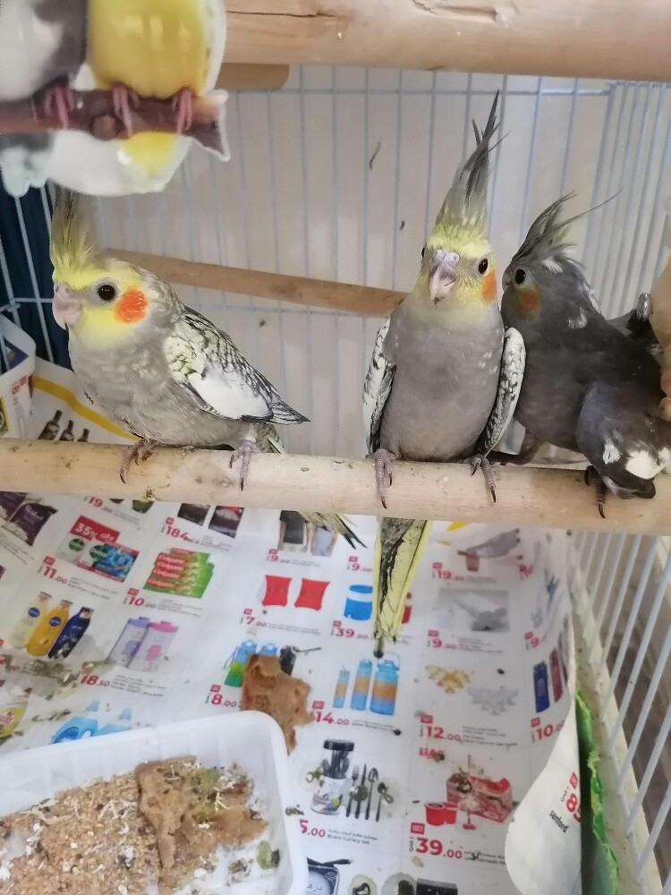 cocktail birds full family - 2