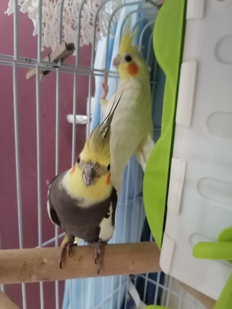 cocktail birds full family - 1