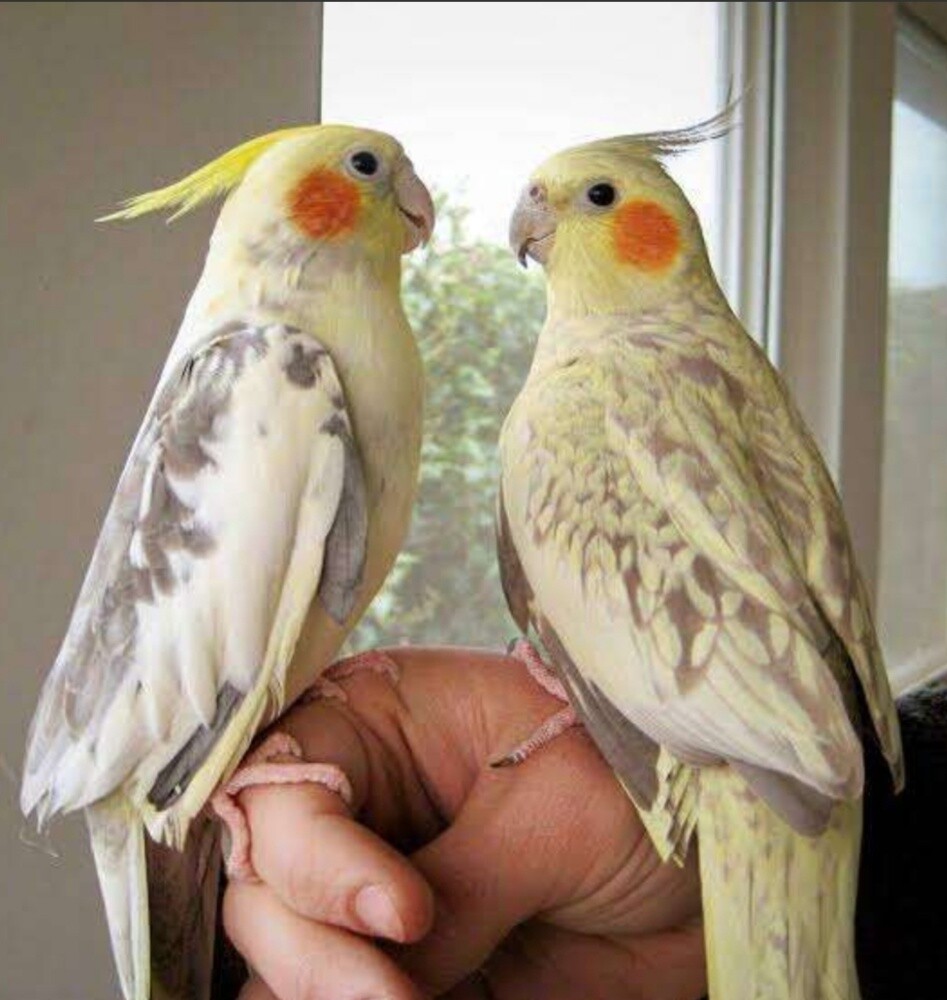 bird train - 1
