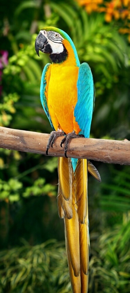 bird train - 1