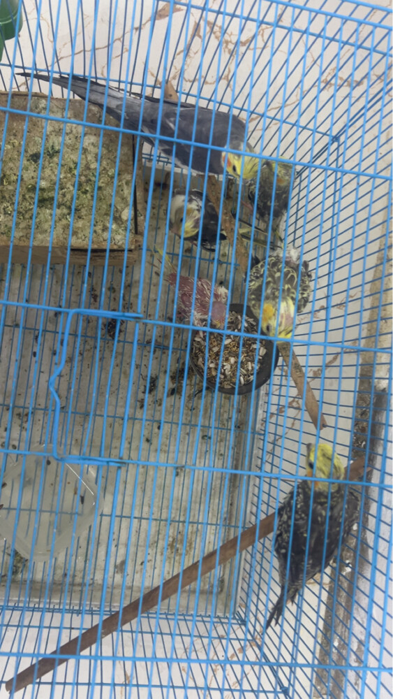  4 breedingcocktail home breed and  - 2