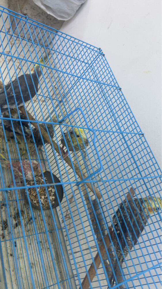  4 breedingcocktail home breed and  - 1