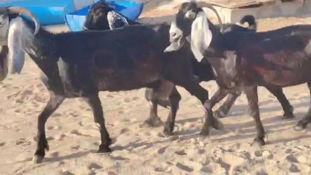 مطلوب جميع الحلال سوريه معزه - 2