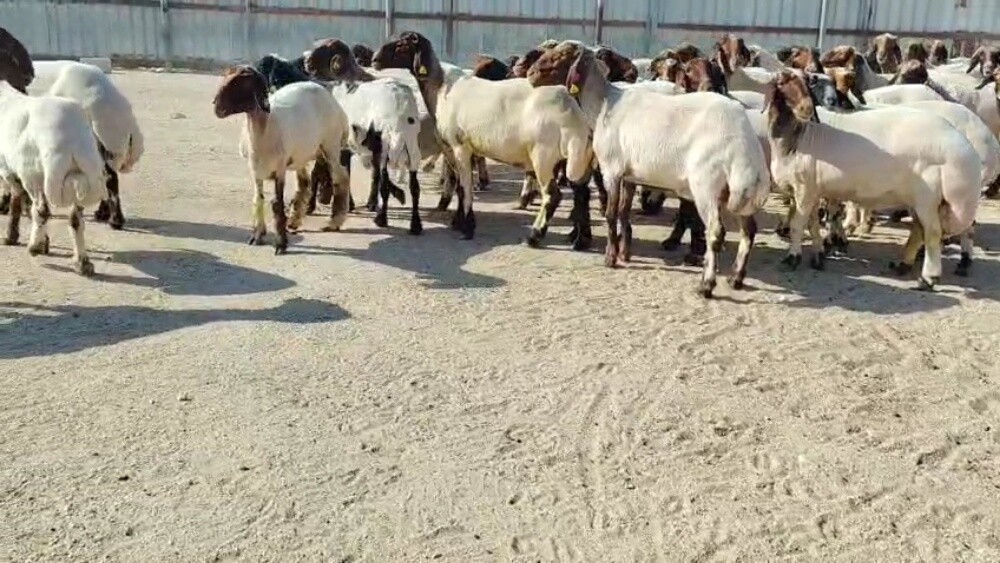 مطلوب جميع الحلال سوريه معزه - 1