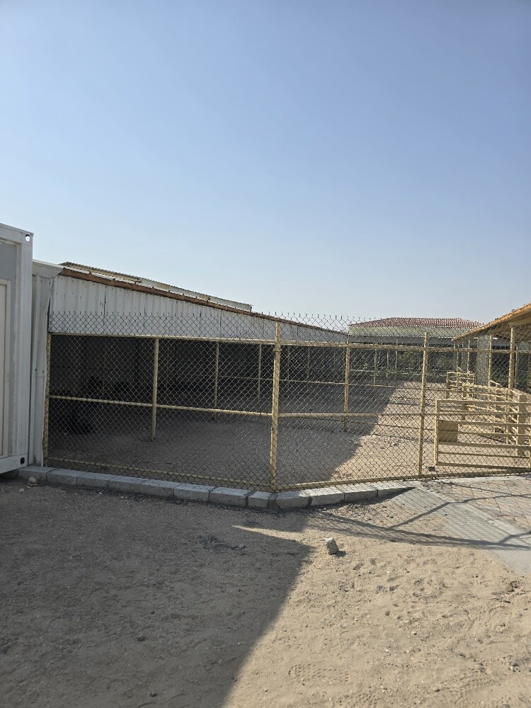 ستور اغنام - 4