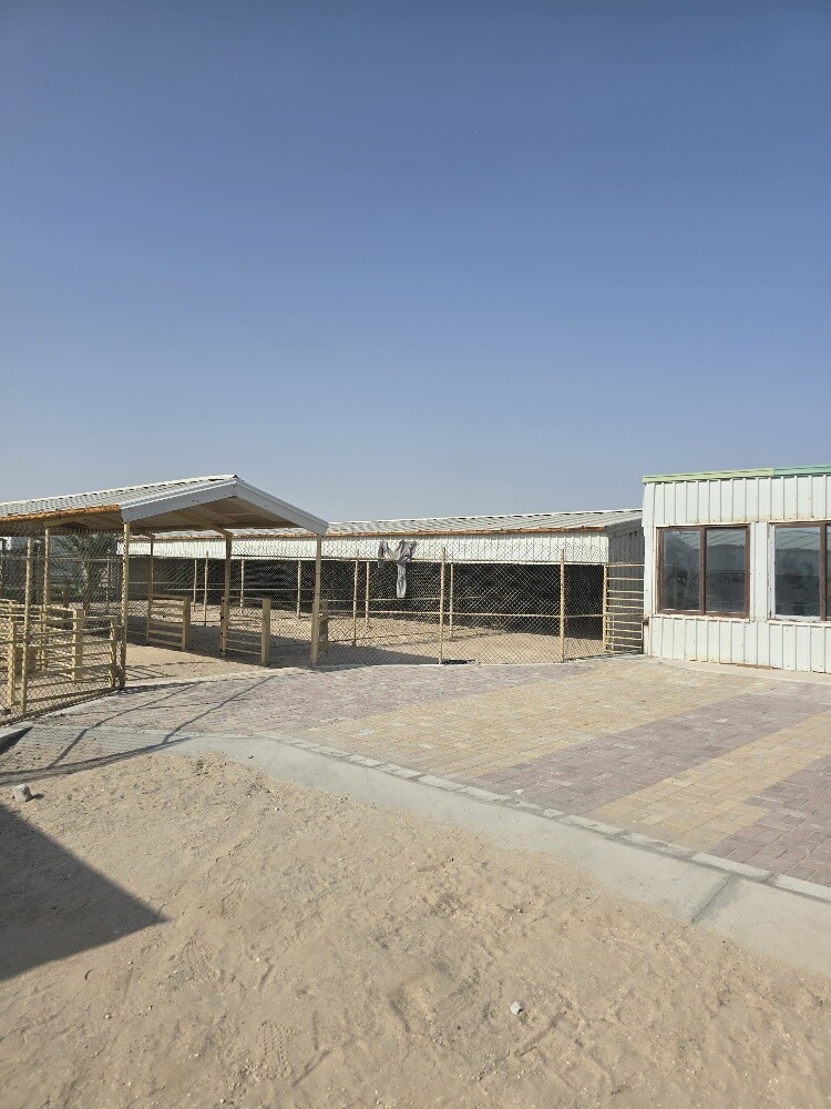 ستور اغنام - 1