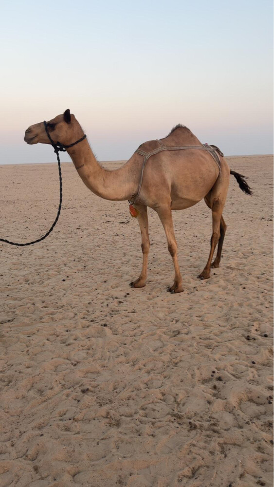للبيع تواصل واتساب فقط - 1