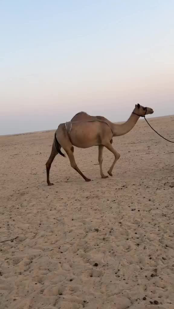 للبيع تواصل واتساب فقط - 3