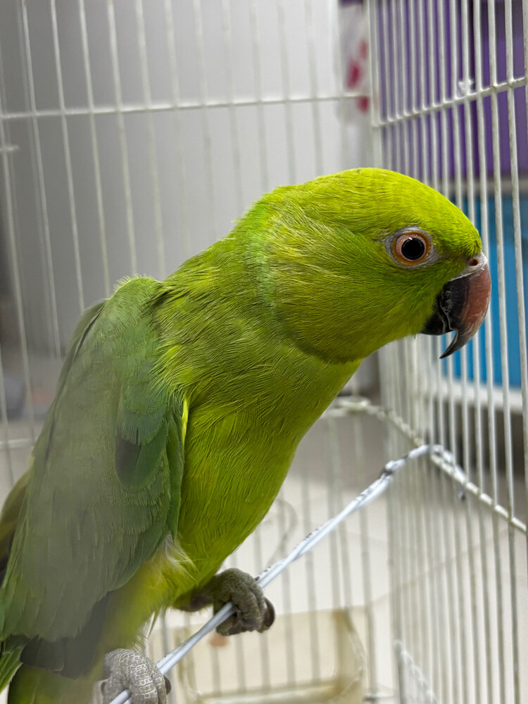 Female Indian Ringneck Parrot - 1