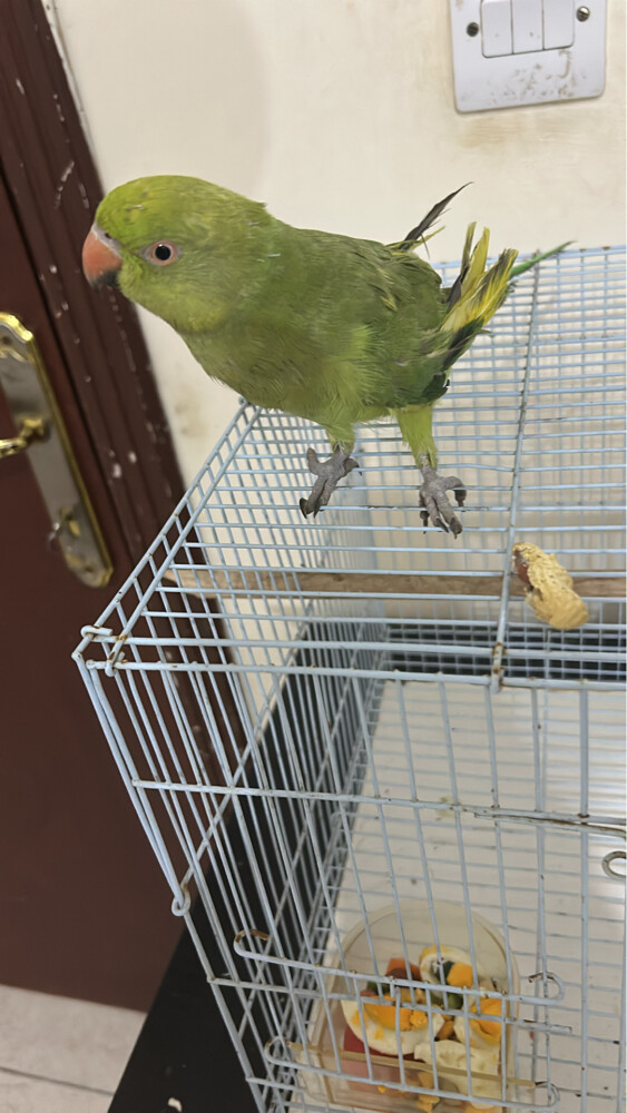 bird comes with 2 cages - 1