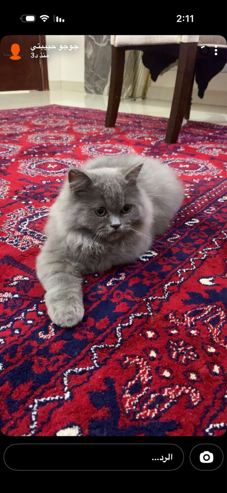 قطوه للبيع مع اغراضها - 1