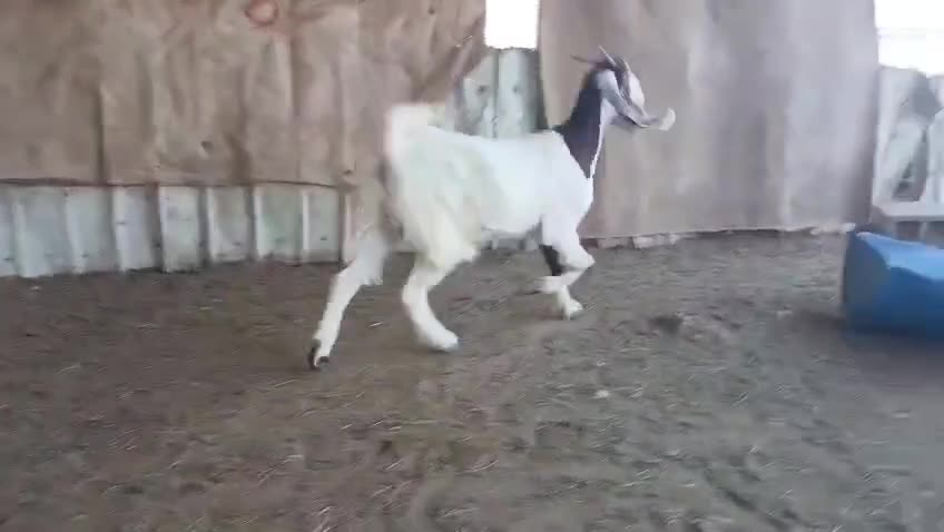 جمد مشروكه - 4