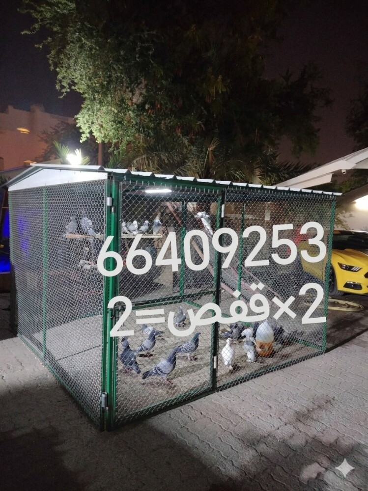 الحماما قفاص=٧*/53 - 1
