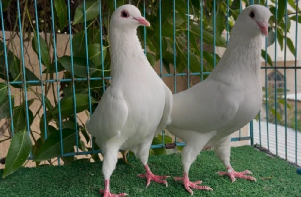 laham jumbo breeding pair - 1