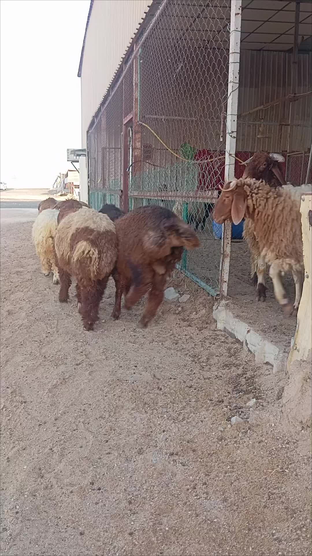 خرفان سوريات طيبة ماشاء الله - 1