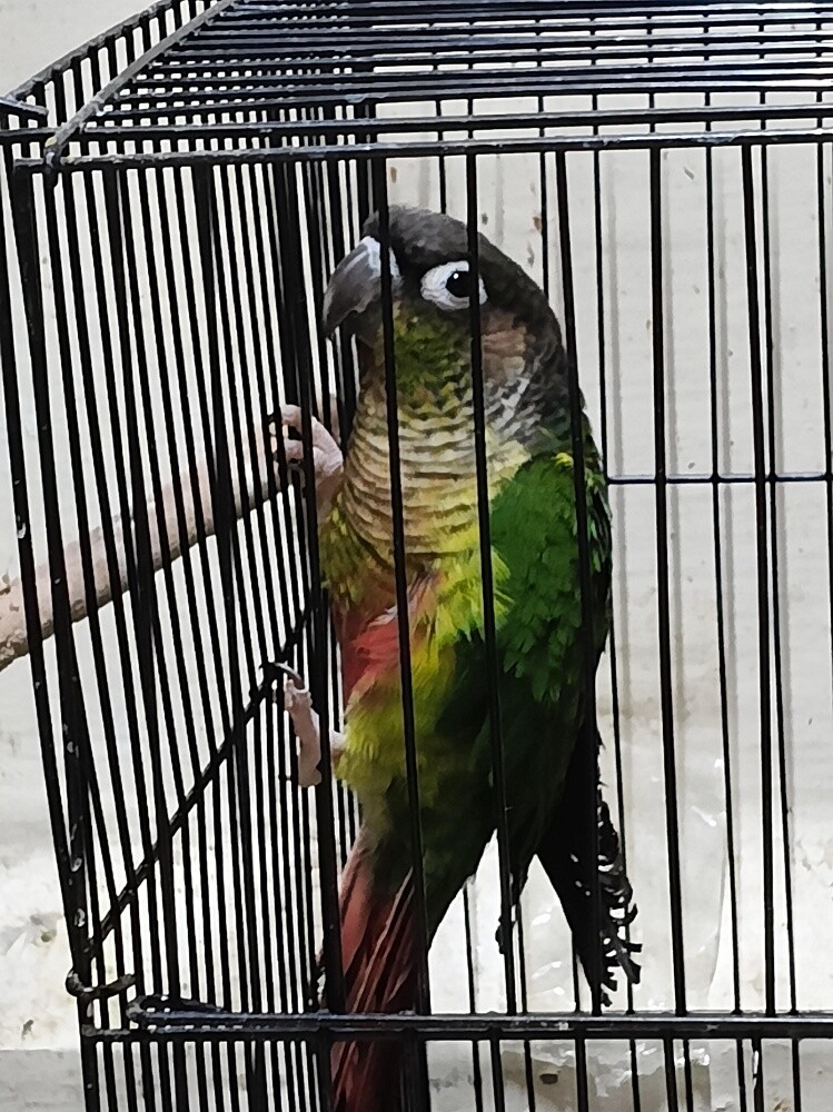 conure pair - 2
