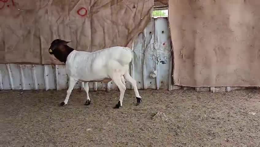 للبيع فحل بربري افريقي طيب - 5