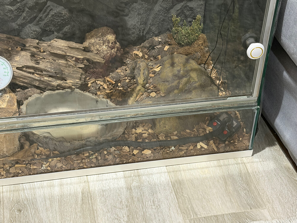 mexican black kingsnake - 4