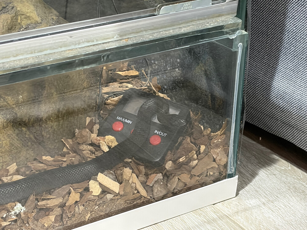 mexican black kingsnake - 3