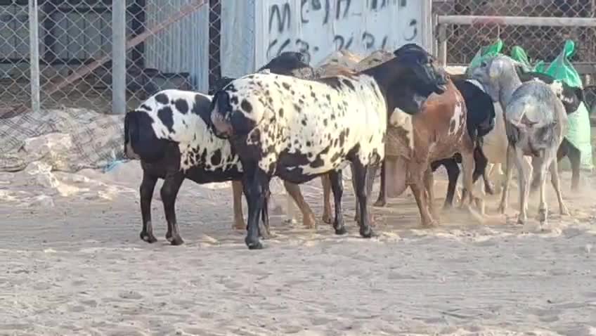 للبيع شويهات بربر بيرشن طيبه - 5