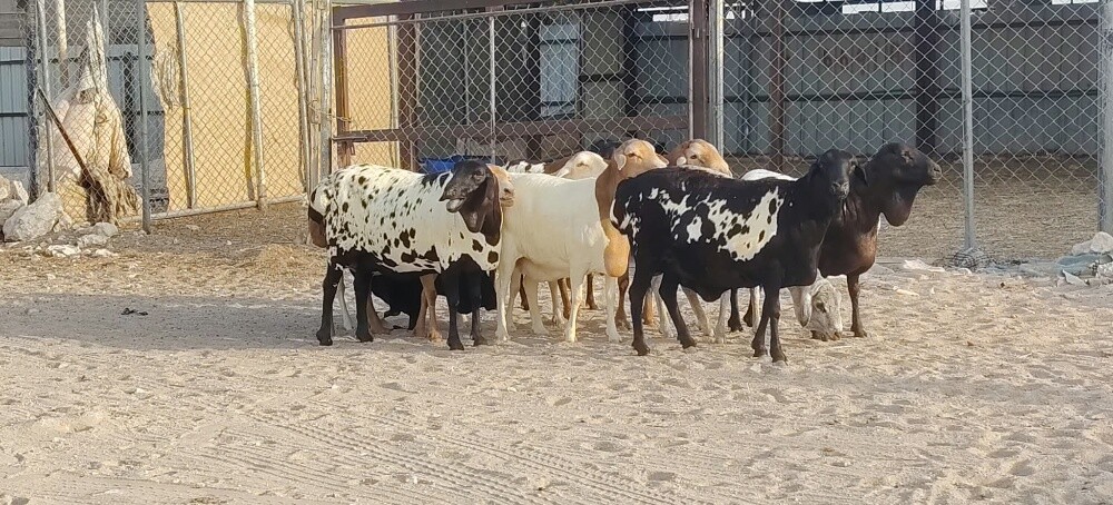 للبيع شويهات بربر بيرشن طيبه - 2