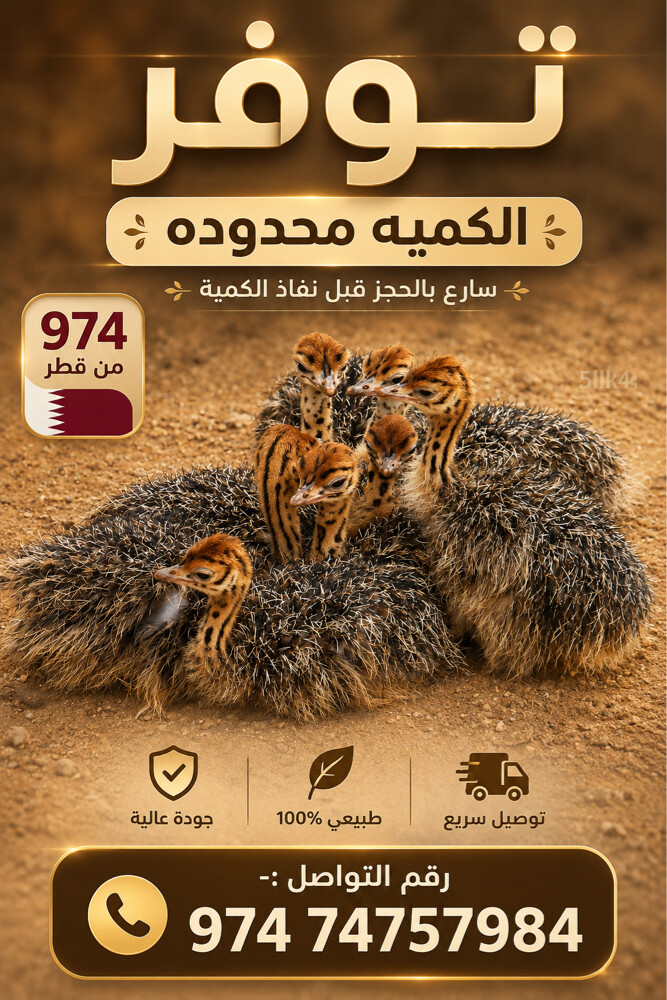 فروخ النعام  - 1