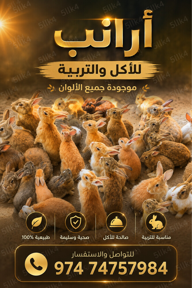 ارانب بلدي  - 1