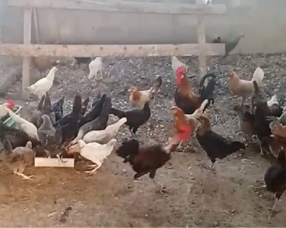 Chicken and Roster  - 1