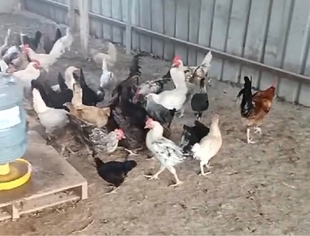 Chicken and Roster  - 2