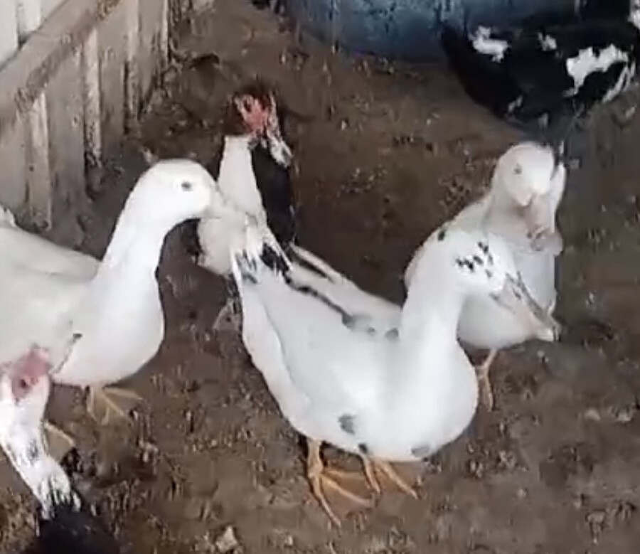 Duck  - 1