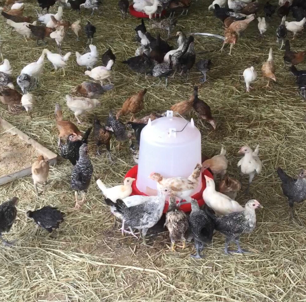 Chicken male and female - 1
