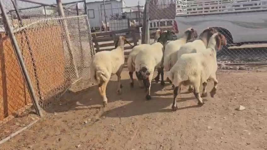 غنم مقنوي - 1