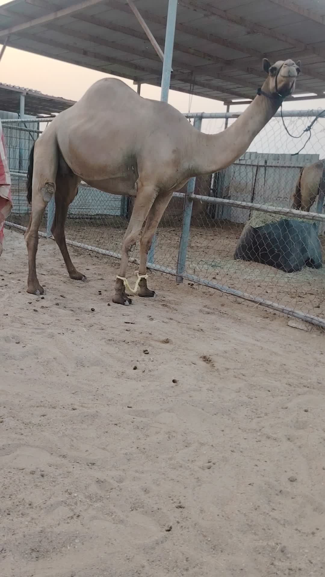 ناقه بكر عشرا - 1