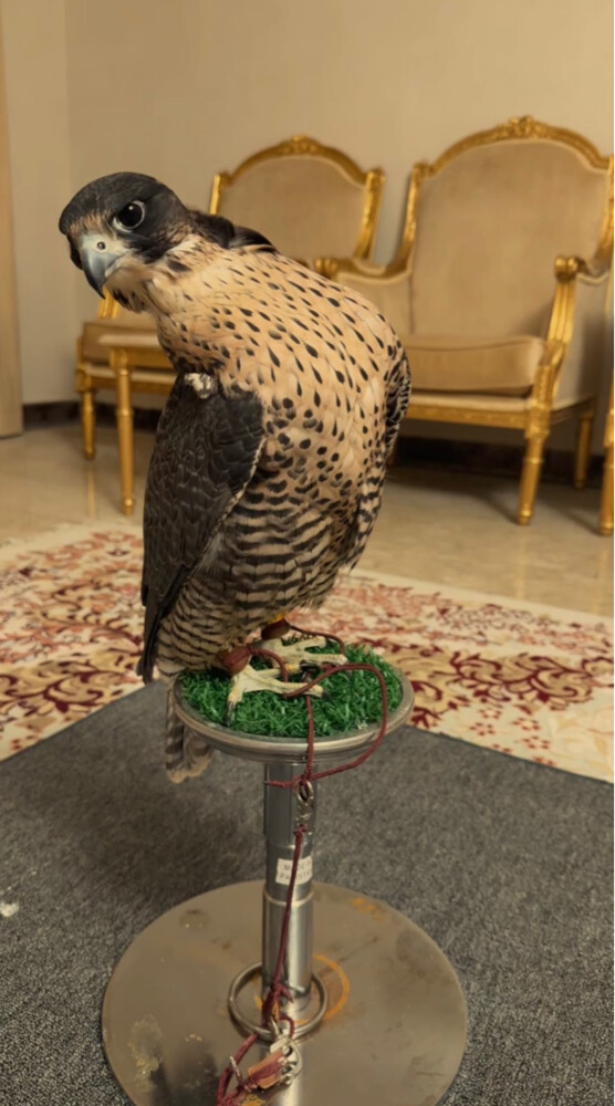 جير بيريرا  - 3