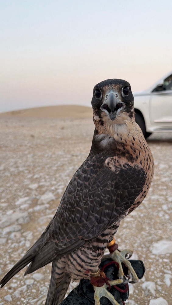 جير بيريرا  - 1