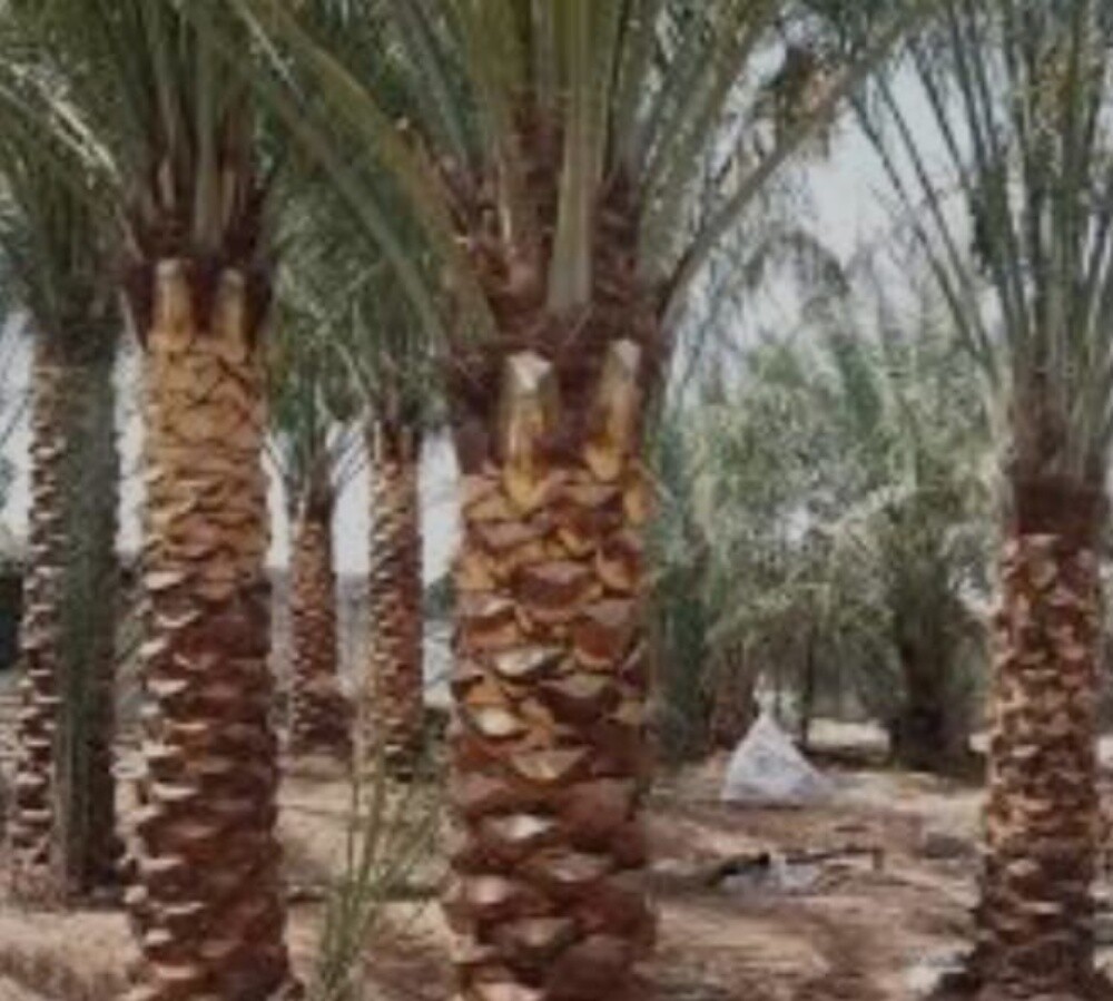 نخل مثمر - 10