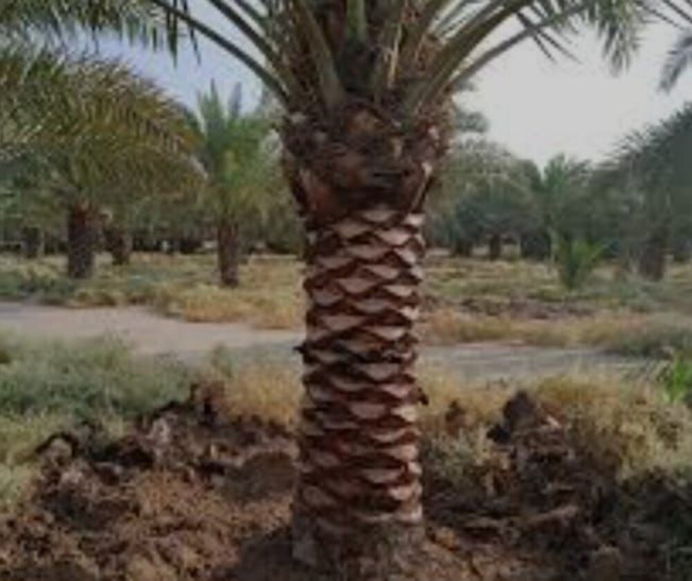 نخل مثمر - 7