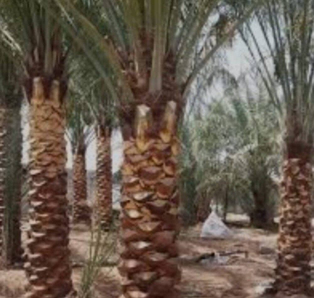 نخل مثمر - 12