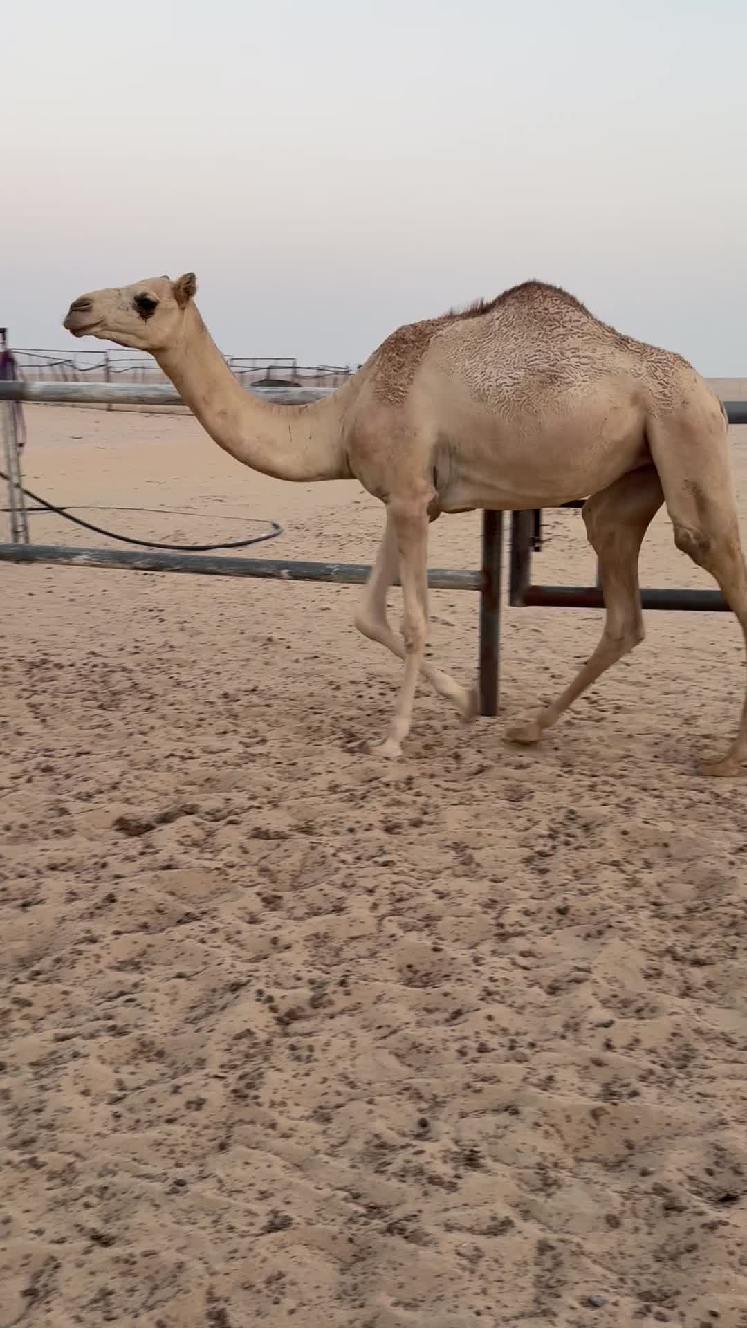 للبيع - 1