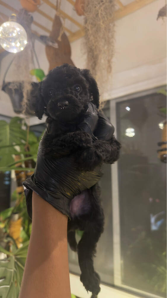 phantom toy poodle - 2