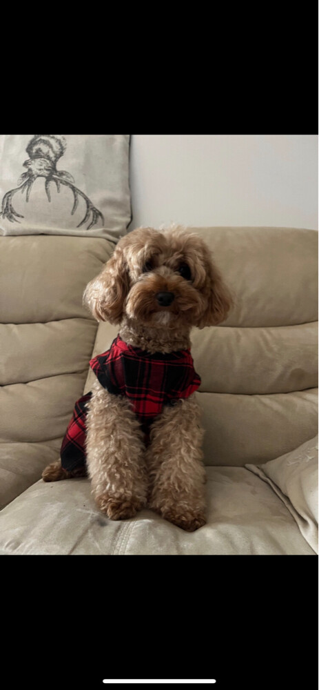 phantom toy poodle - 4