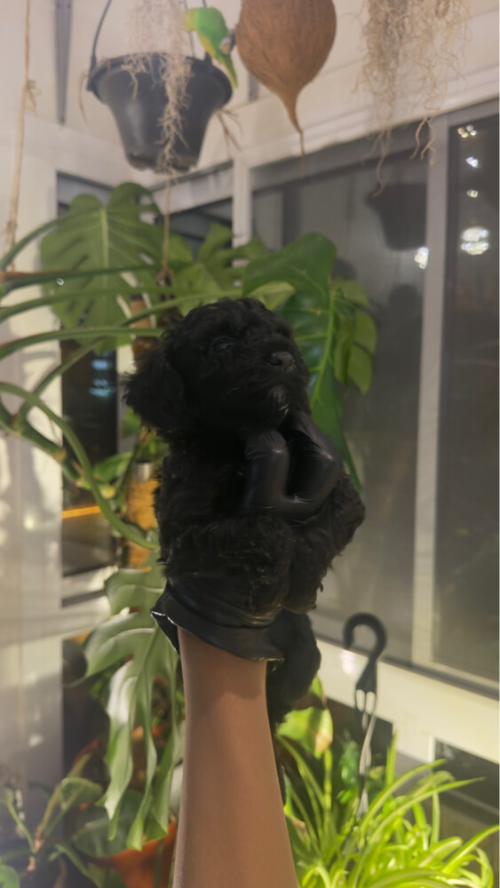 phantom toy poodle - 1