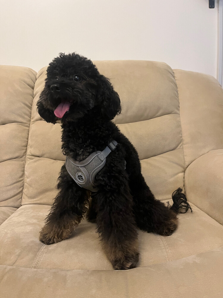 phantom toy poodle - 5