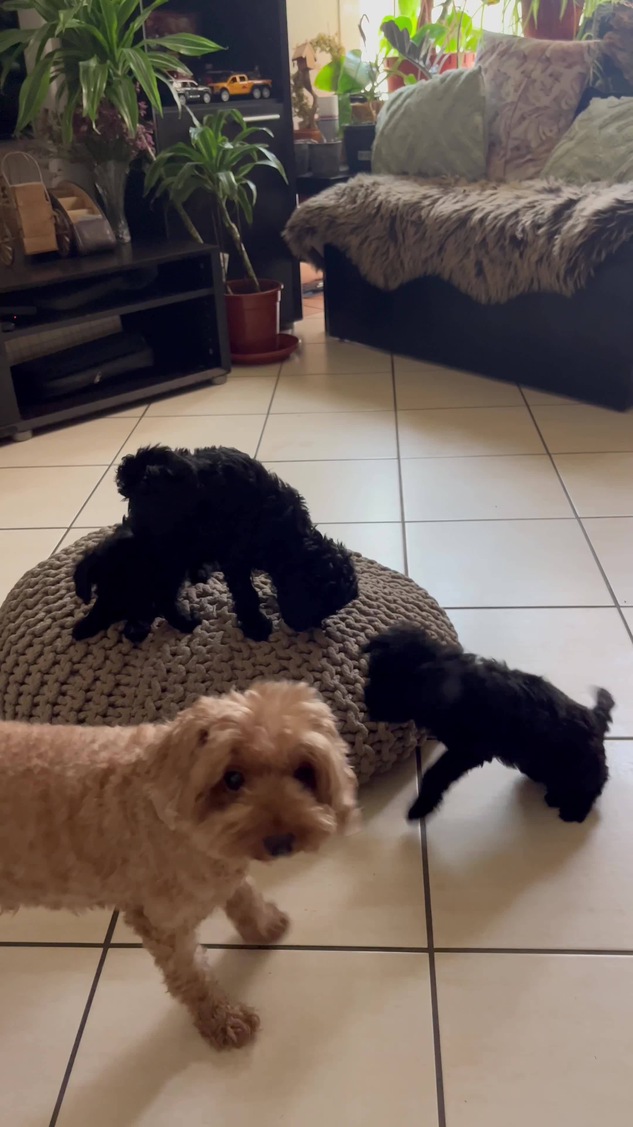 phantom toy poodle - 7