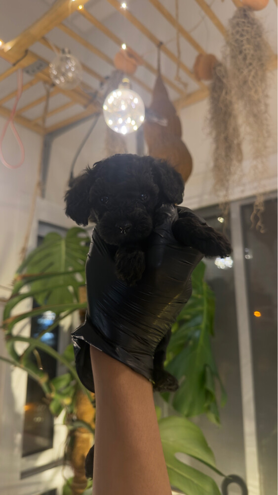 phantom toy poodle - 6