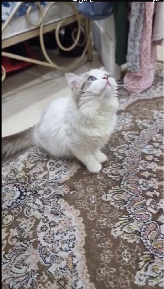 قط - 3