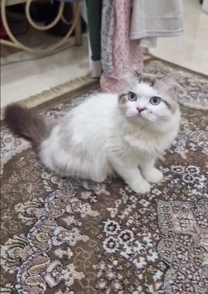 قط - 2