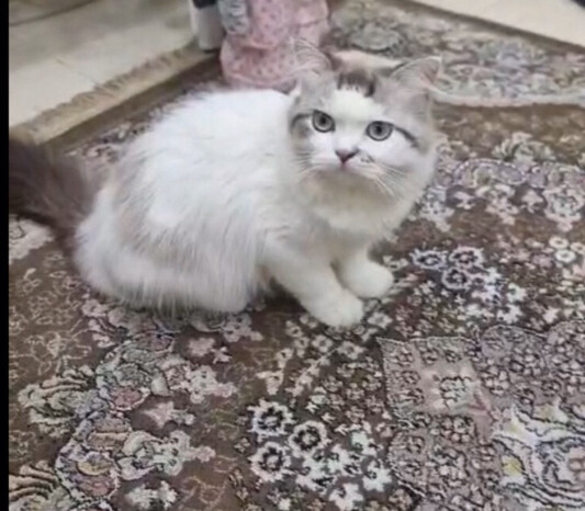 قط - 1